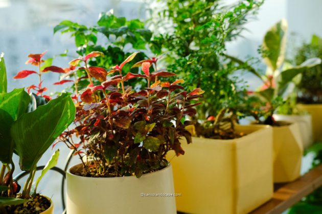 Kanso Landscape - Quy trình làm việc Kanso Landscape - Quy trình làm việc