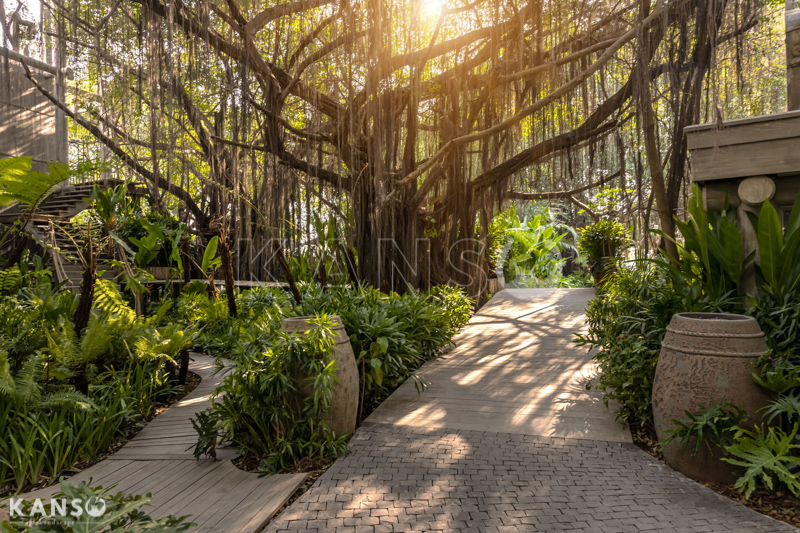 Kiến thức về cây cảnh trong thiết kế cảnh quan - KANSO Landscape