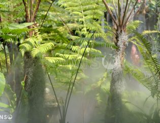 Kiến thức về cây cảnh trong thiết kế cảnh quan - KANSO Landscape