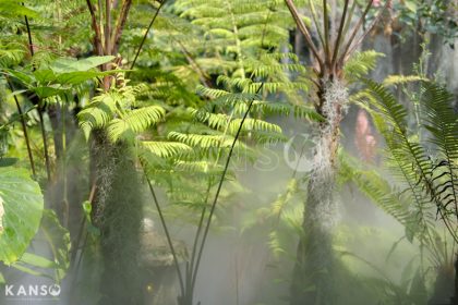 Kiến thức về cây cảnh trong thiết kế cảnh quan - KANSO Landscape