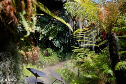 Khám phá phong cách vườn nhiệt đới - KANSO Landscape